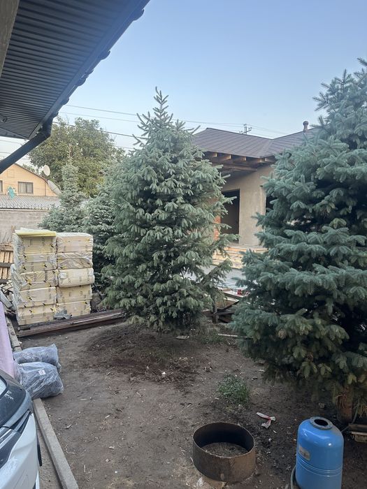 Продам елки, 3-4 метровые