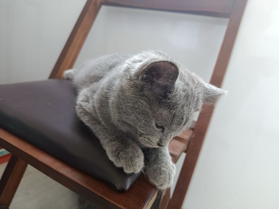 Котята бриттиш фолд scottish fold британки мушук боласи