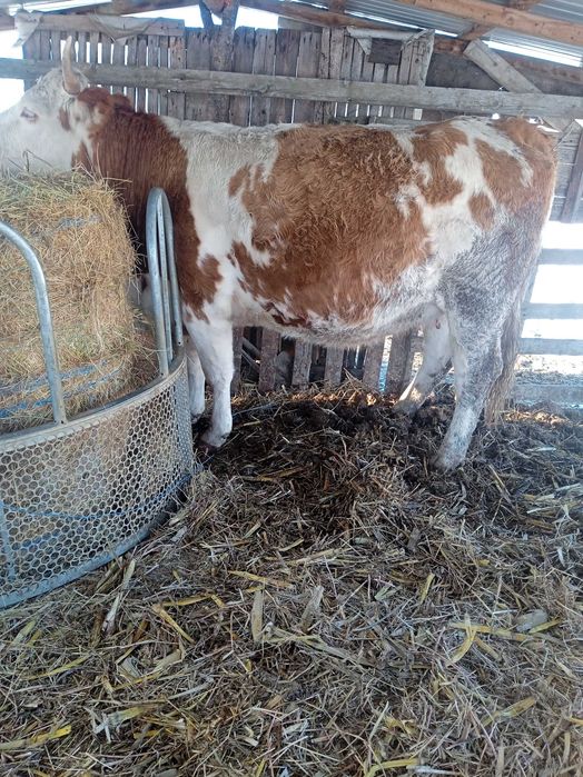 Junincă gestantă de vânzare