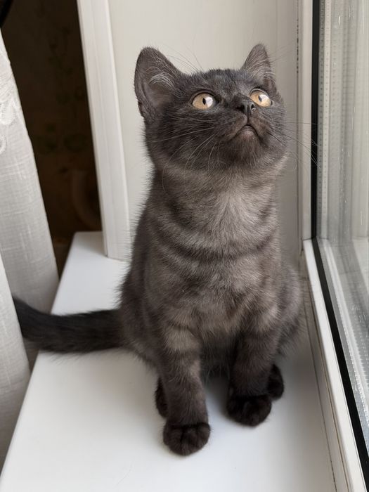 Очаровательные котята в добрые руки!
