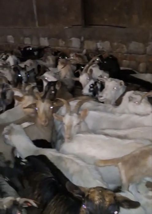 Capre de vanzare carpatine . Mai multe detalii la telefon