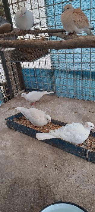 Скумрийки(Смеещи Гугутки)