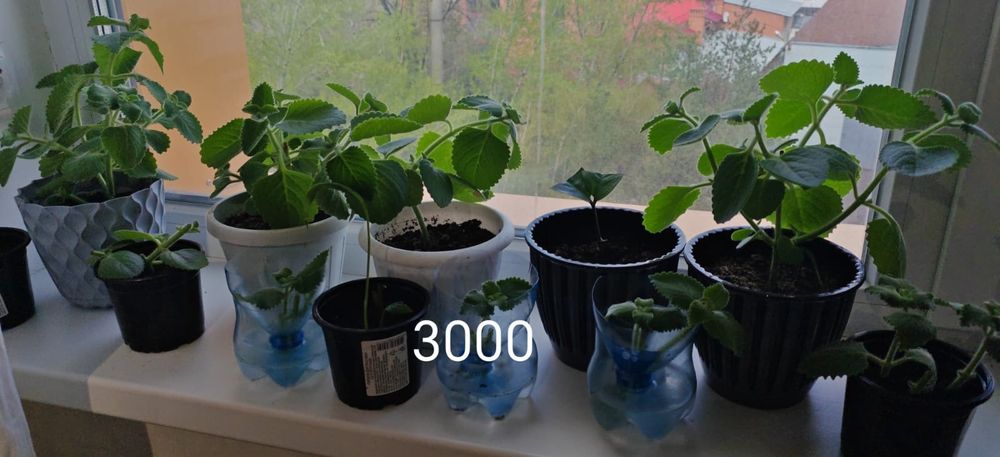 Продам домашние цветы