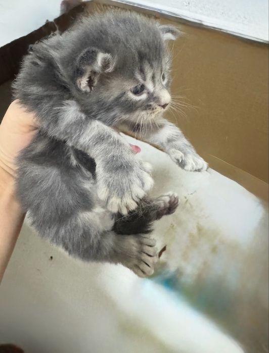 Мейн-кун  вязка полидакт 6/6/6/6