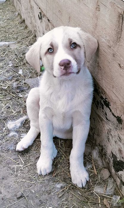adoptie pui de metis Kangal, femela