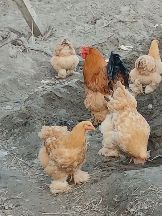 Burama Tovuqlar 15 dona