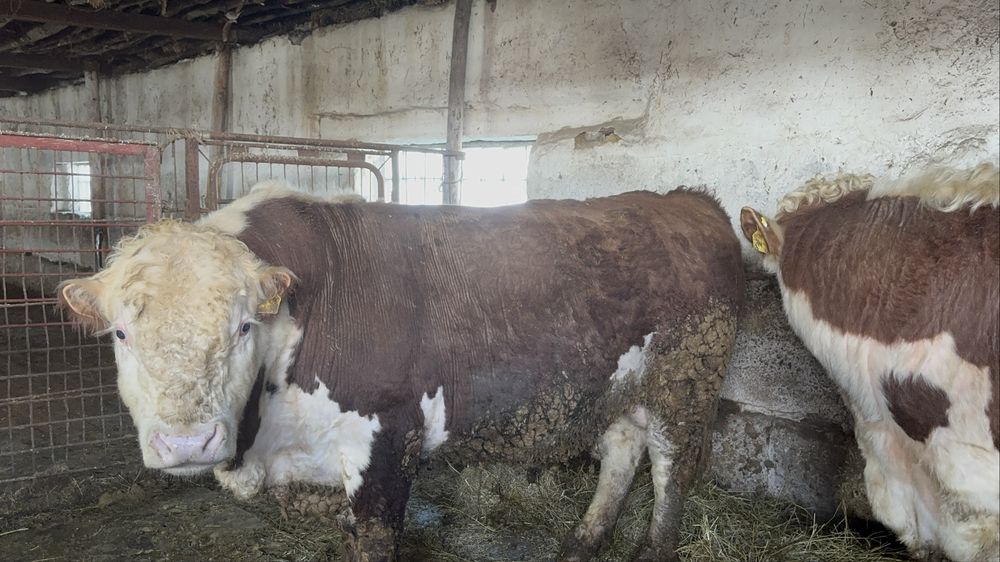 Акбас бука сатылады