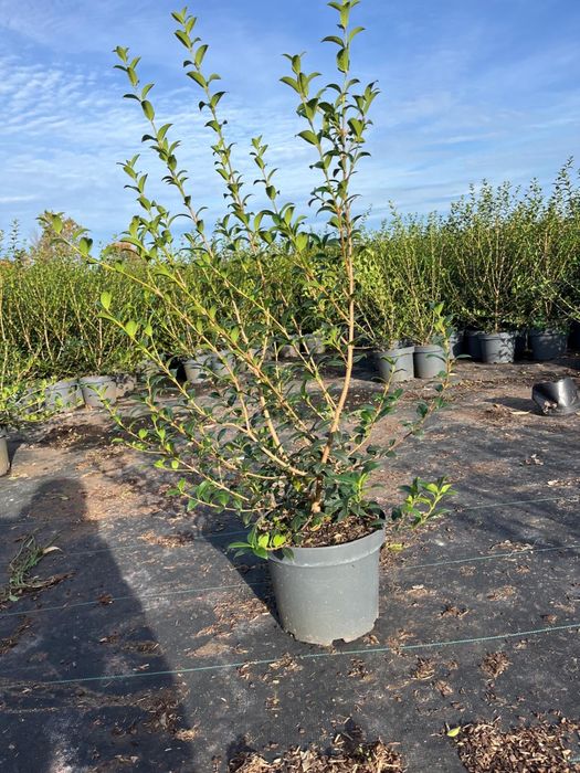 Prunus/Photinia/Eleagnus/Miscanthus/Taxus/Osmanthus