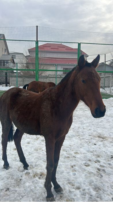 Байтал ұрғашы тай