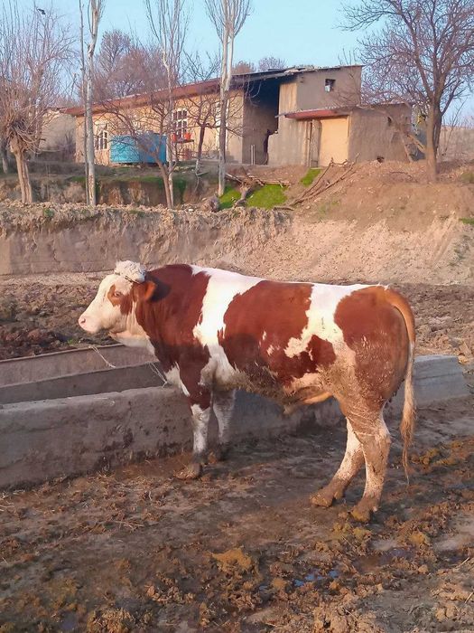 buqa smental sotiladi