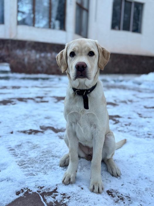 Лабрадор-ретривер щенок
