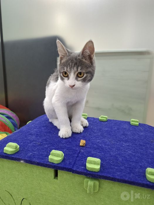 Котенок мальчик 2 месяца