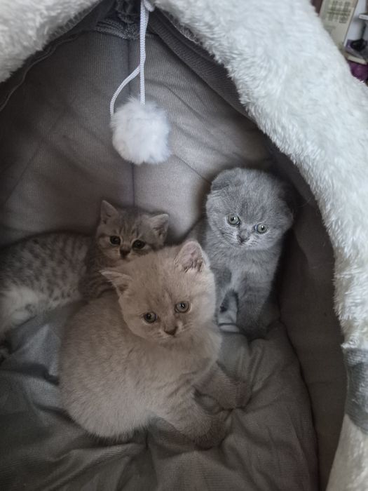 Продам шотландских котят