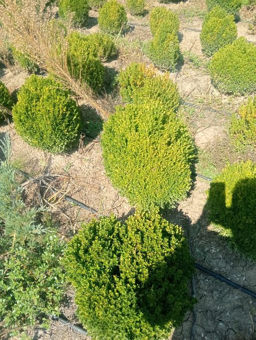 Rilaiding plantat