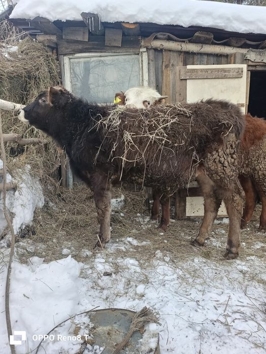 Продам два бычка