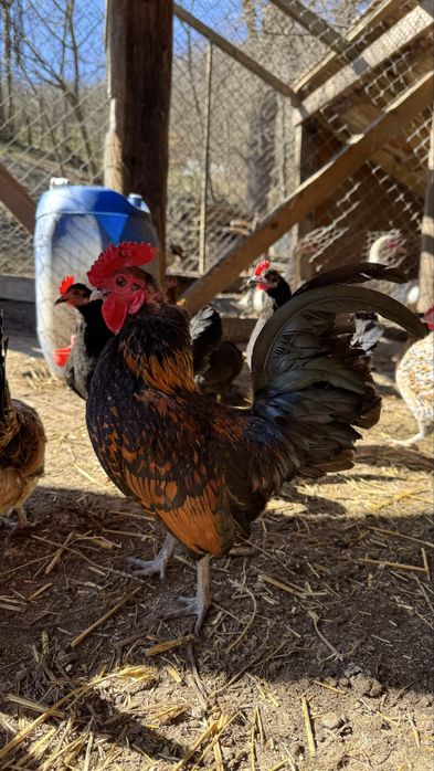 Oua de incubat Gaini pitice / liliput