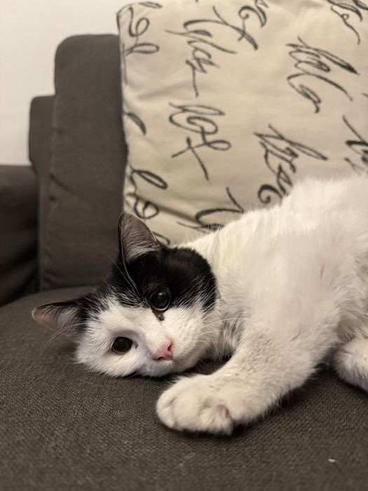 Котенок подрощенный около 7 месяцев