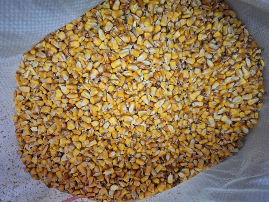 Porumb Recoltă 2025 Ambalat în saci de 40 kg Transport gratuit 1,25 kg