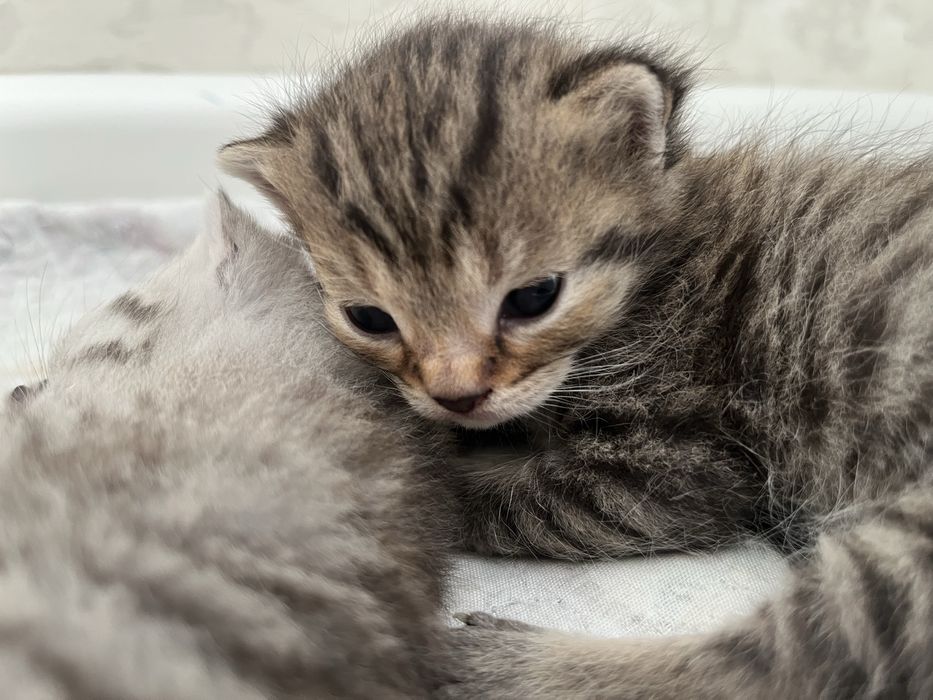 Продаю котят в добрые руки