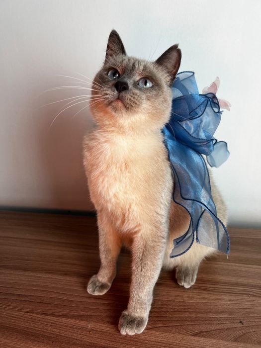 Тайская кошечка Луна