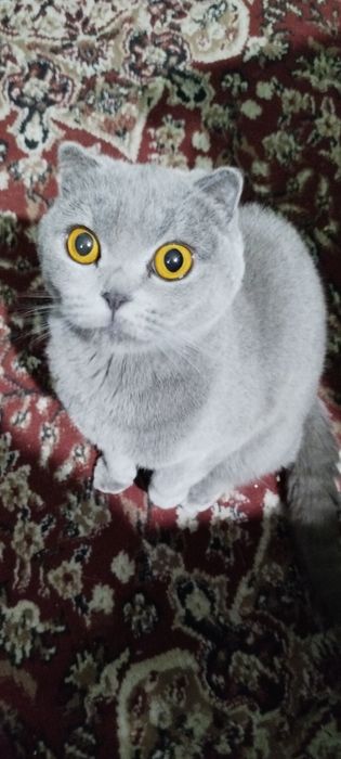 Продаётся,,Кошка,,, Британский Пепельный Чистокровный Весело ухный Са