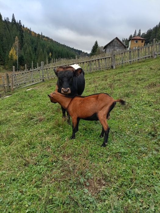 Țap 1 an  linie Austria