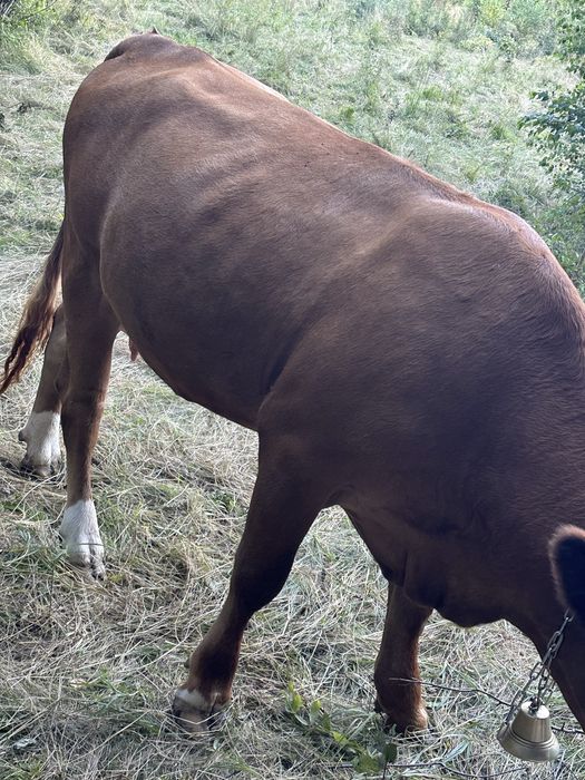 Vaca de 3 ani  baltata