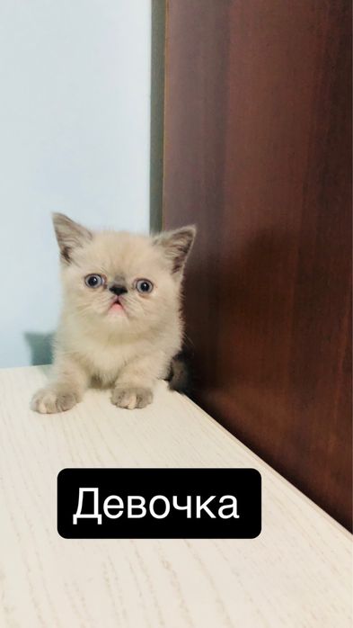 Чистокровный экзот девочка и мальчики