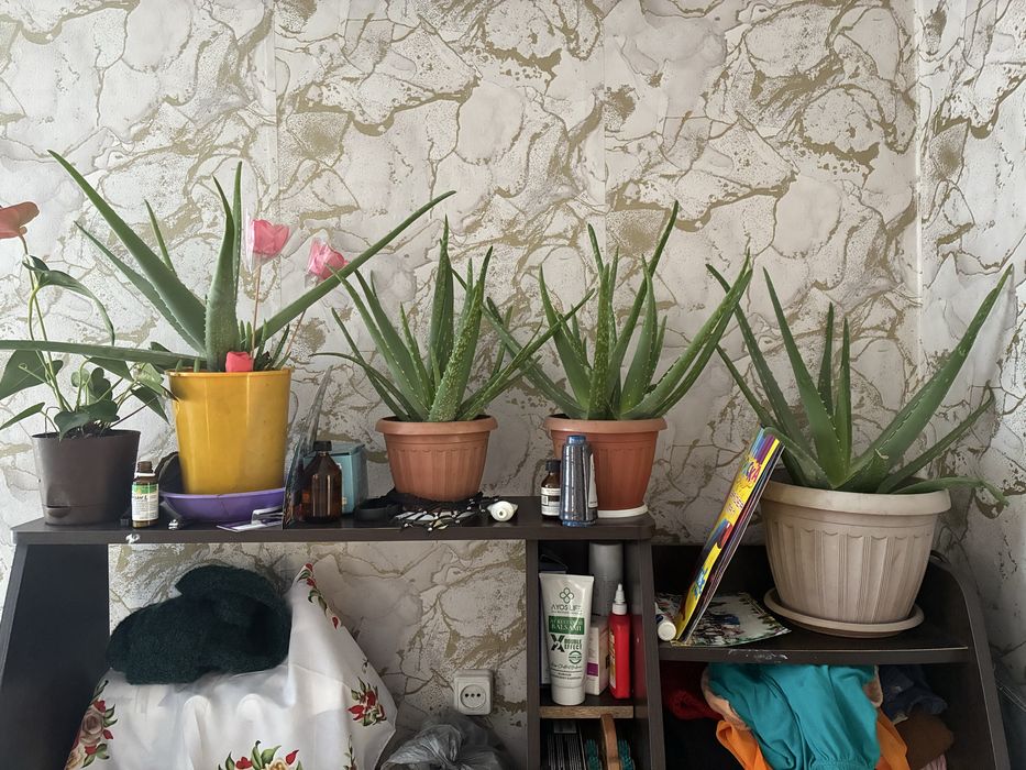 Продам цветы недорого