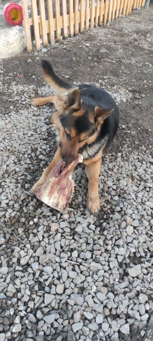 Кабель ищет сучку