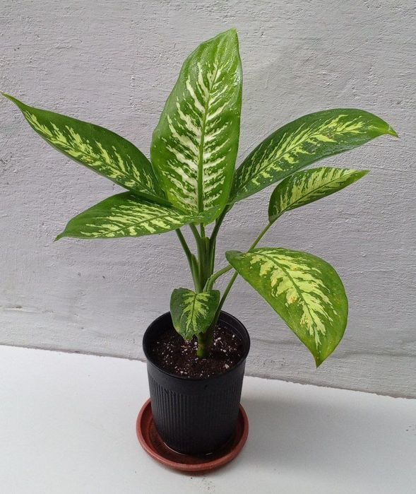 Диффенбахия Тропик Сноу. Цветы для дома и офиса.