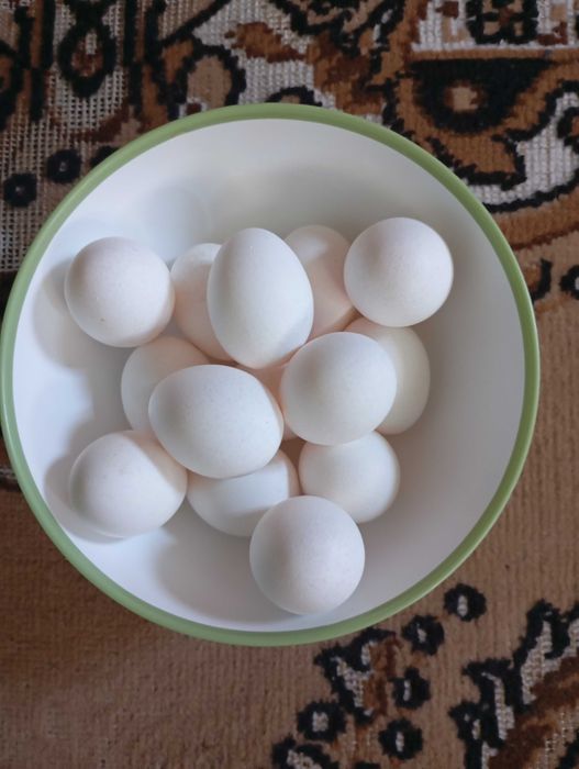 Продам домашние яйца