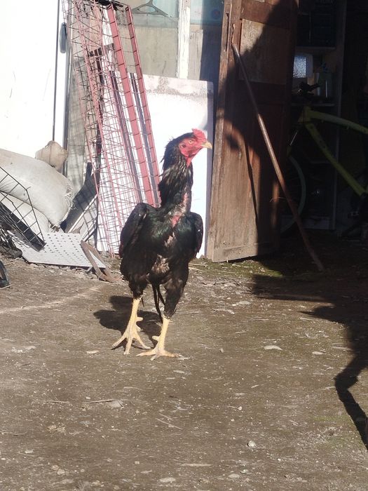 Дакан петух цык цык спать