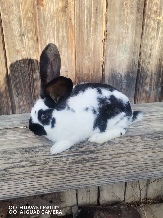 Iepuri fluture şi uriaş de Transilvania