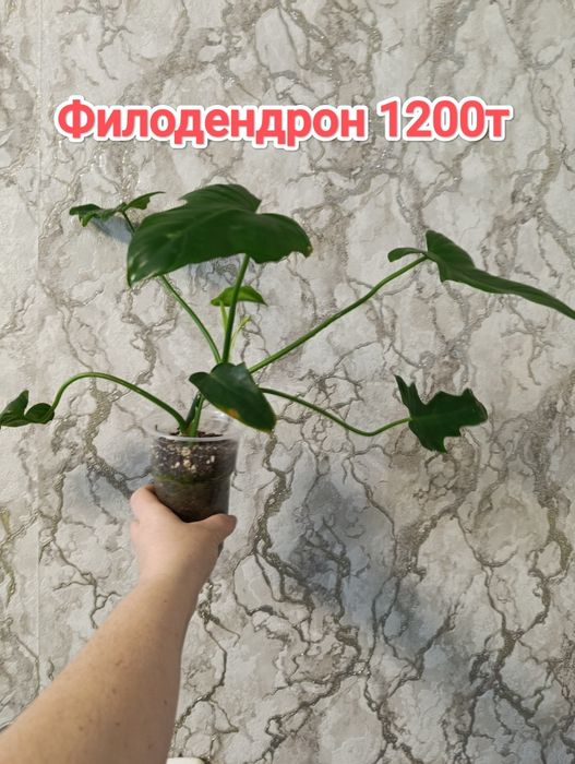 Эпипремнумы  и филодендрон