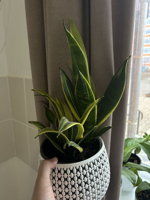 Продам Комнатные  цветы