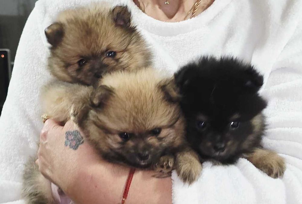 Померанчета, пухави топки