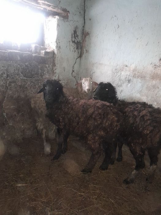 Продам 2 барана 1 овца