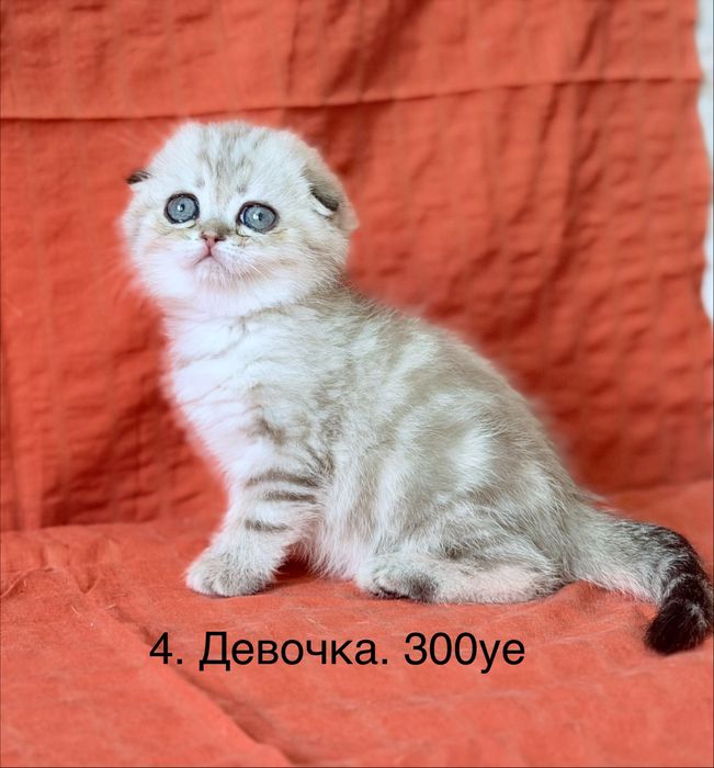 Скоттиш фолд и страйт