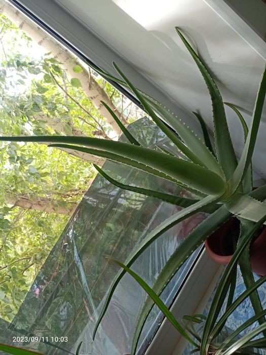 Алое вера лечебный