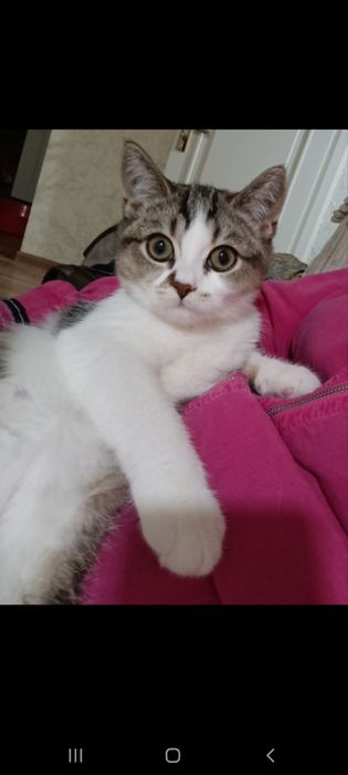 Scottish strayt devochka