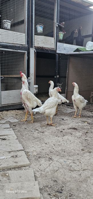 Tagidagi kementariyani oqib tel qilin .Nems o shamo 100%