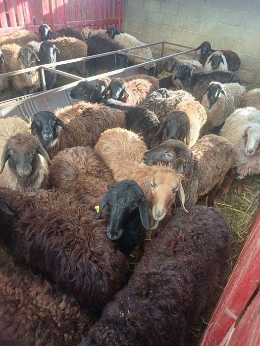 Токтылар сатылады