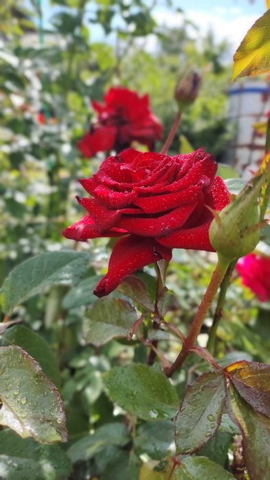 Продам дачу Каучук