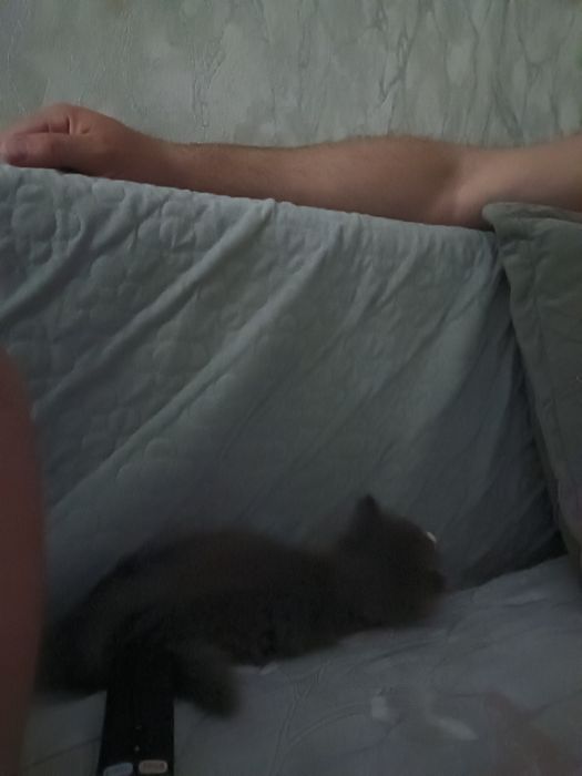 Котёнок (мальчик)