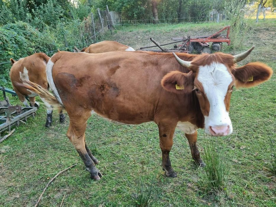 Junincii preț negociabil