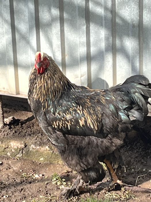 Продам петуха молодой