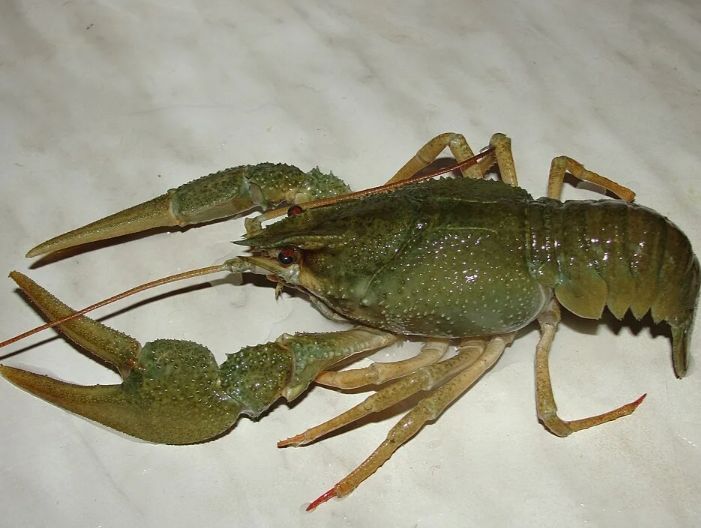 Раки. Живые раки