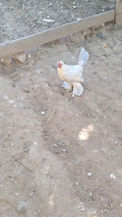 Cocosi mii de flori