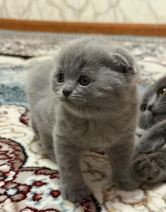 Шотланские голубой окрас